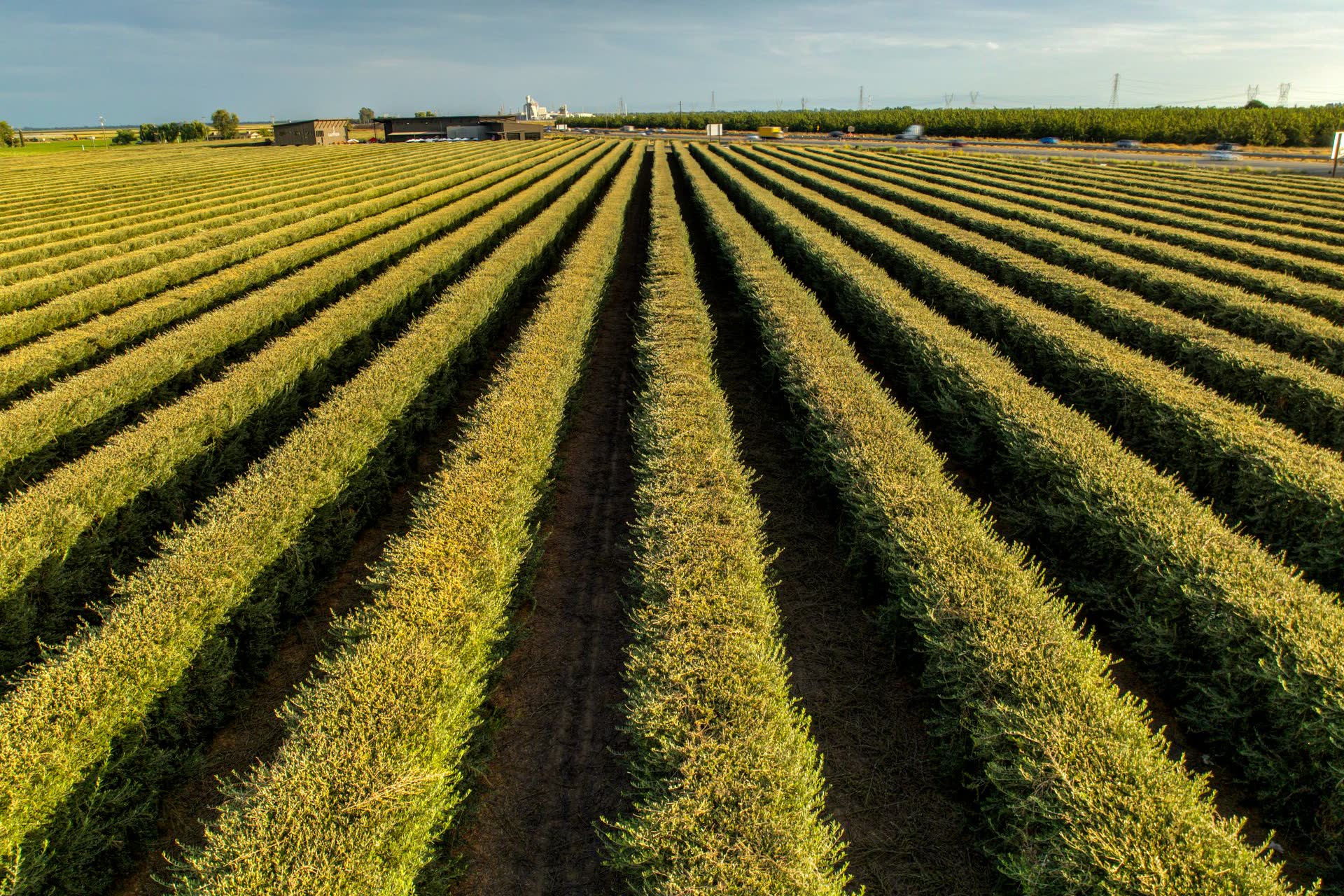 Aerial view of a Central Valley vineyard at sunset near Lodi, California, Iron Ridge Advisors protects family land wealth across generations